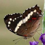 image of banded_butterfly #166