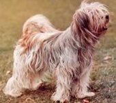 image of tibetan_terrier #15