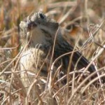 image of smiths_longspur #12