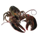 image of lobster
