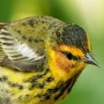 image of bird