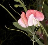 image of flower