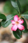 image of flower