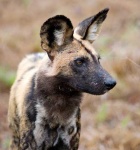image of african_hunting_dog