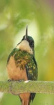 image of jacamar