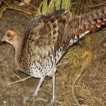 image of bird