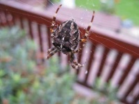 image of garden_spider