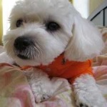 image of animal