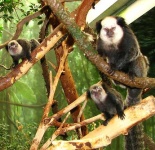 image of marmoset