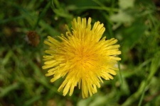 image of flower