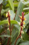 image of flower