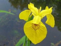 image of yellow_iris #40