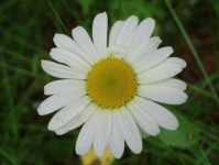 image of flower