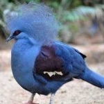 image of bird