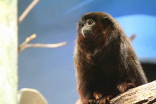 image of titi