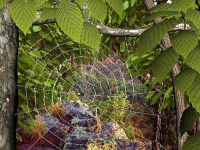 image of spider_web