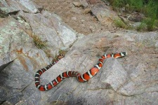 image of king_snake