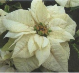 image of flower