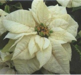 image of poinsettia #18