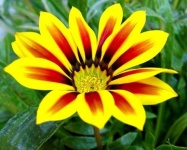 image of flower
