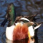 image of northern_shoveler #3