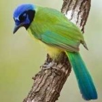 image of green_jay #17