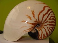 image of chambered_nautilus