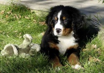 image of bernese_mountain_dog #17