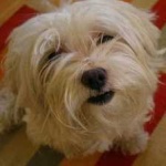 image of animal