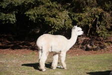 image of alpaca #10