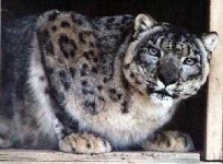 image of animal