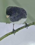 image of junco