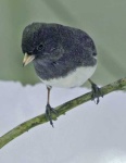 image of junco #18