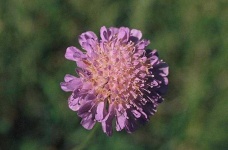 image of flower