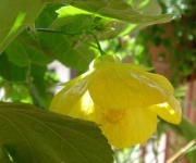image of flower