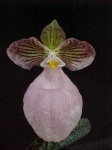 image of hard_leaved_pocket_orchid #32