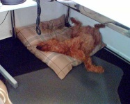 image of irish_terrier