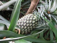 image of pineapple