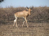 image of hartebeest