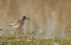 image of redshank