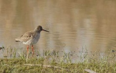 image of redshank #18