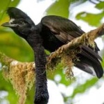 image of bird
