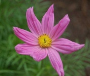 image of flower