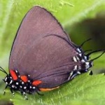 image of animal