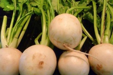 image of turnip #9