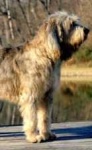 image of otterhound