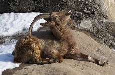 image of ibex
