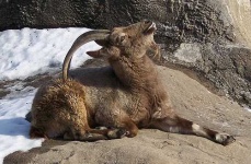 image of ibex #19