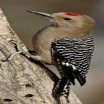 image of bird