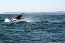 image of killer_whale #1